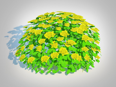 Euphorbia polychroma - Cushion Spurge 3D 模型