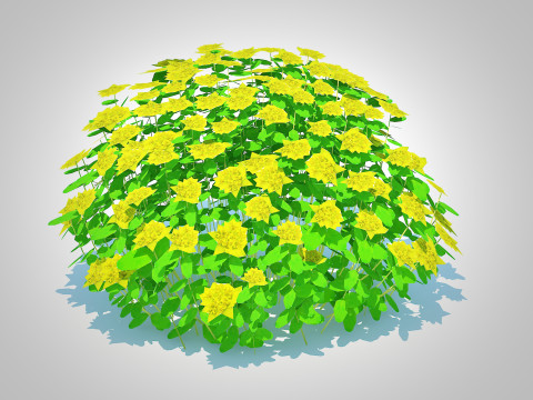 Euphorbia polychroma - Cushion Spurge 3D 模型