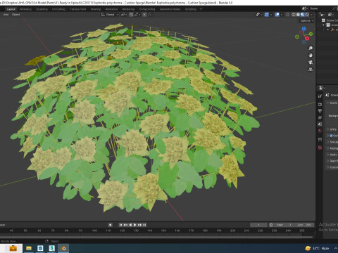 Euphorbia polychroma - Cushion Spurge 3D 模型
