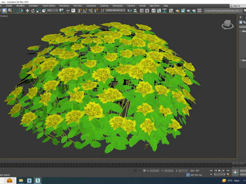Euphorbia polychroma - Cushion Spurge 3D Model