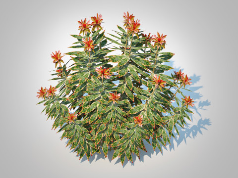 Euphoriba - Helena 3D Model