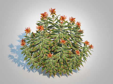 Euphoriba - Helena Model 3D