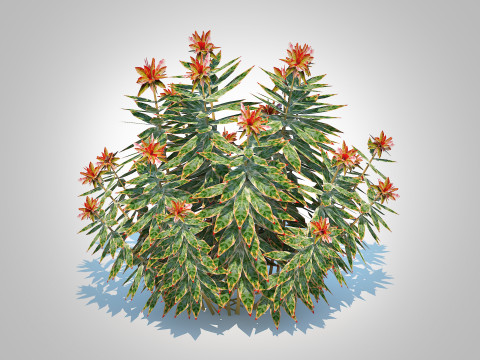 Euphoriba - Helena Model 3D