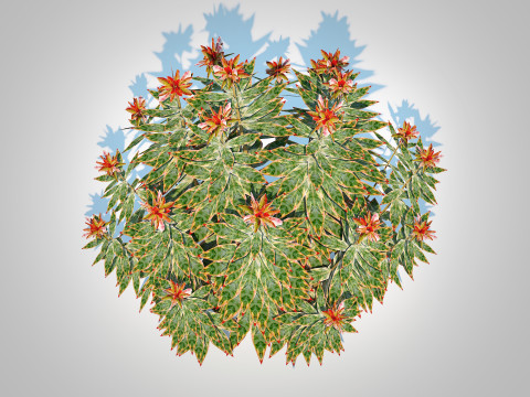 Euphoriba - Helena Model 3D