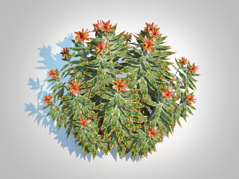 Euphoriba - Helena Model 3D