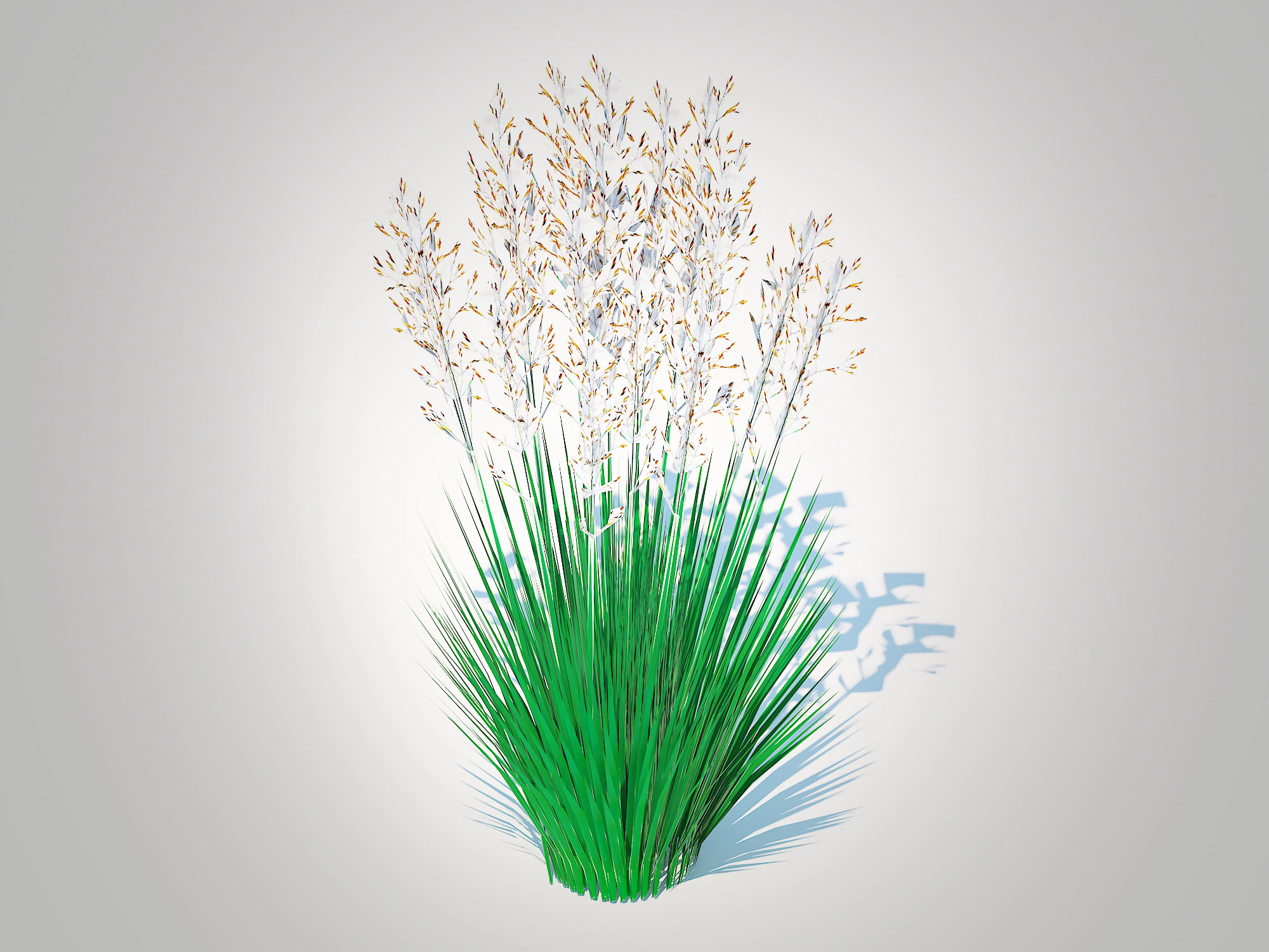 Festuca - Blue fescue 3D Model .c4d .max .obj .3ds .fbx .stl .blend