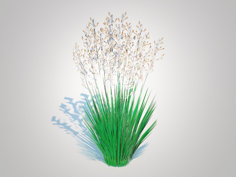 Festuca - Blue fescue 3D-Modell