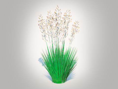 Festuca - Blue fescue 3D-Modell