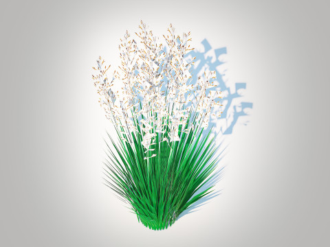 Festuca - Blue fescue 3D-Modell