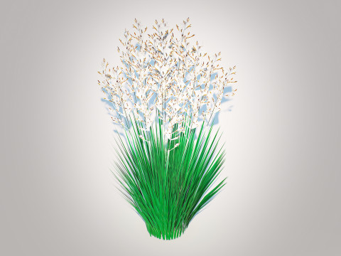 Festuca - Blue fescue 3D-Modell