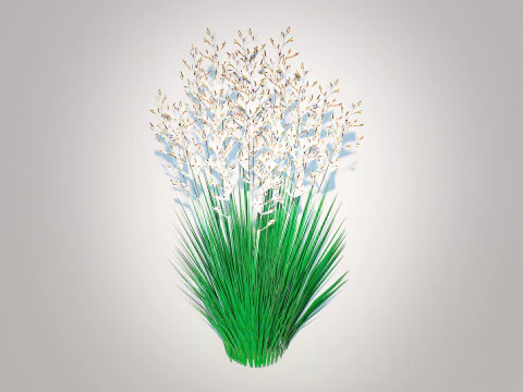 Festuca - Blue fescue 3D Model