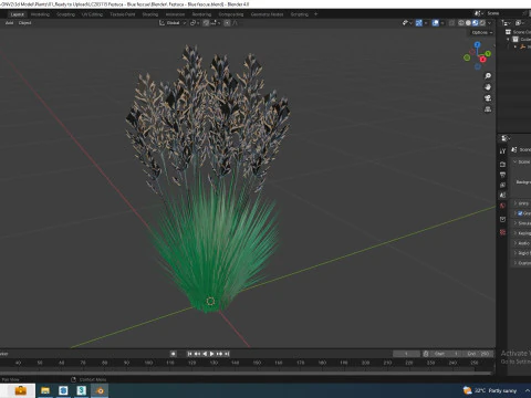 Festuca - Blue fescue 3D Model