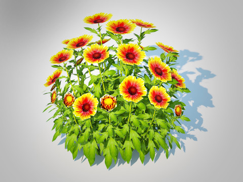 Gaillardia - Blanket Flower 3Dモデル