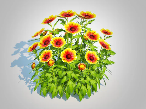 Gaillardia - Blanket Flower 3D Model