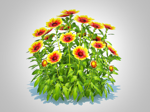 Gaillardia - Blanket Flower Modèle 3D
