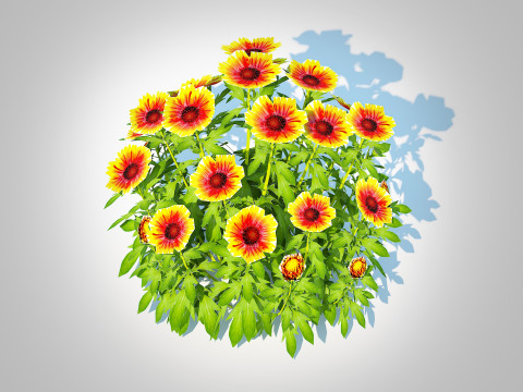 Gaillardia - Blanket Flower Modèle 3D