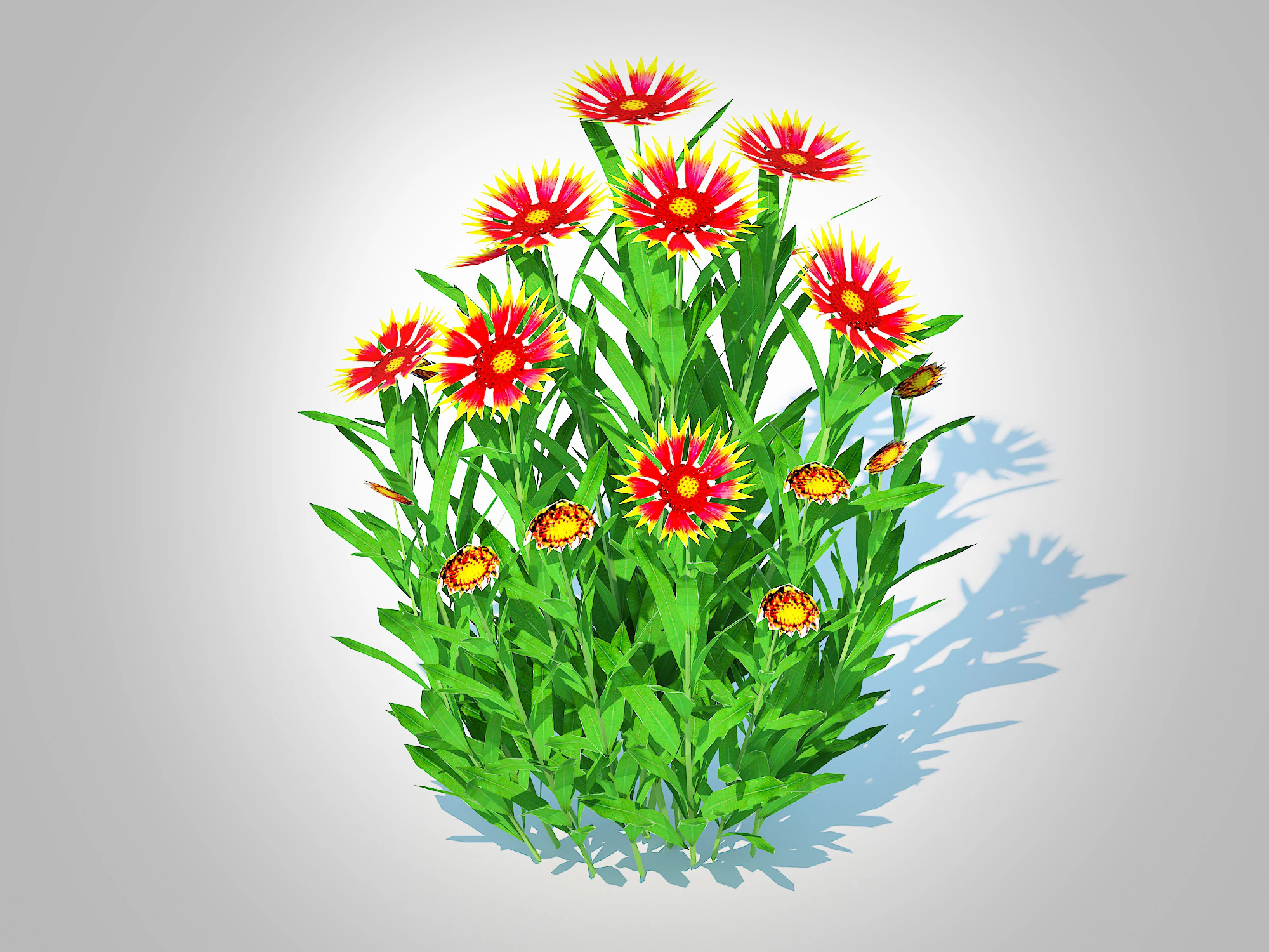 Gaillardia pulchella 3D Model .c4d .max .obj .3ds .fbx .stl .blend