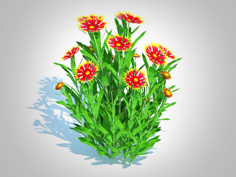 Gaillardia pulchella 3D Model