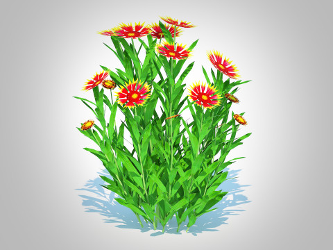 Gaillardia pulchella 3D Model