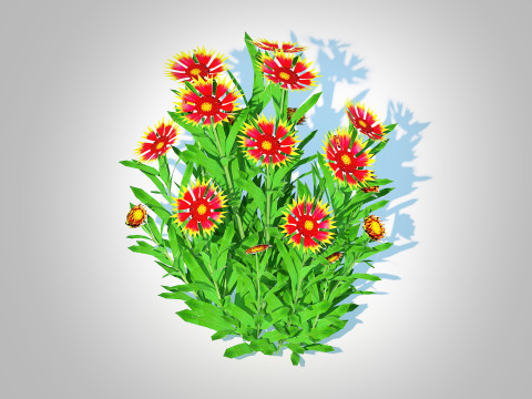 Gaillardia pulchella 3D Model