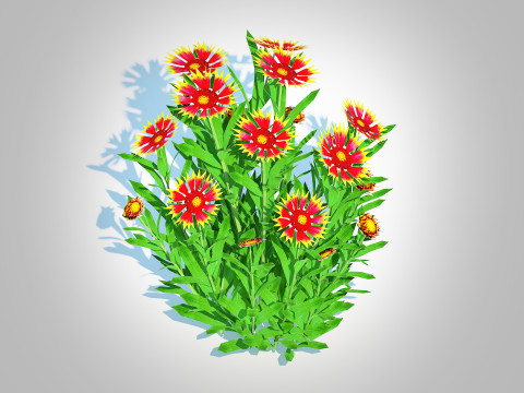 Gaillardia pulchella 3D Model