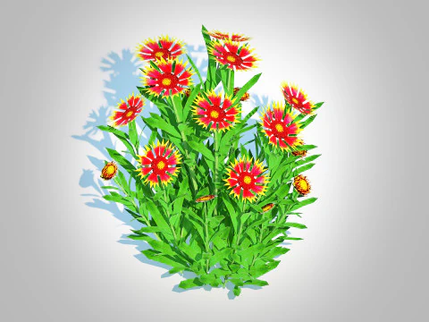 Gaillardia pulchella 3D Model