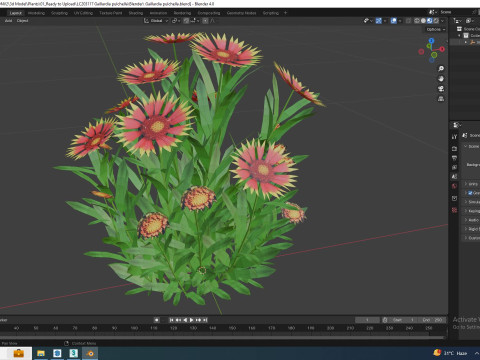 Gaillardia pulchella 3D Model