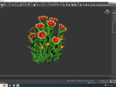 Gaillardia pulchella 3D Model