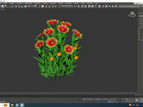 Gaillardia pulchella 3D Model