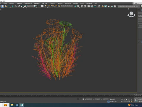 Gaillardia pulchella 3D Model