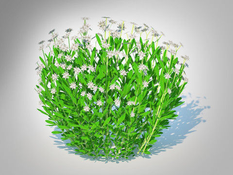 Galium Sweet Woodruff 3D Model