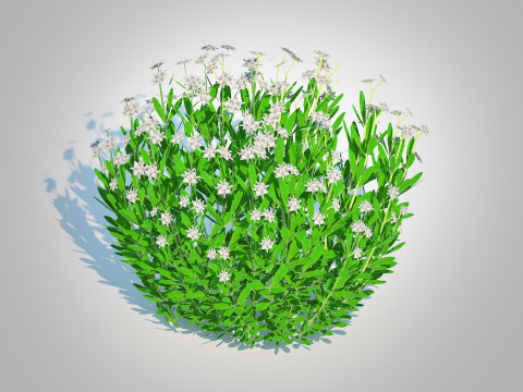 Galium Sweet Woodruff 3Dモデル