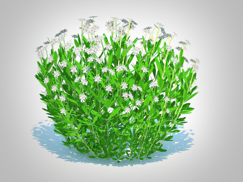 Galium Sweet Woodruff 3Dモデル