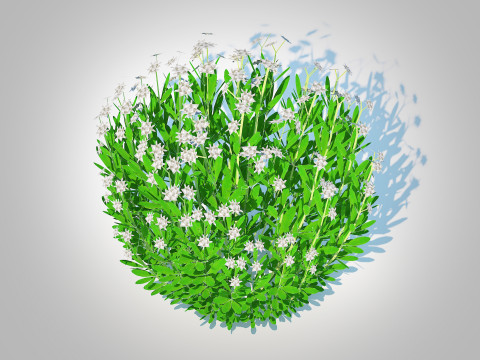 Galium Sweet Woodruff 3Dモデル