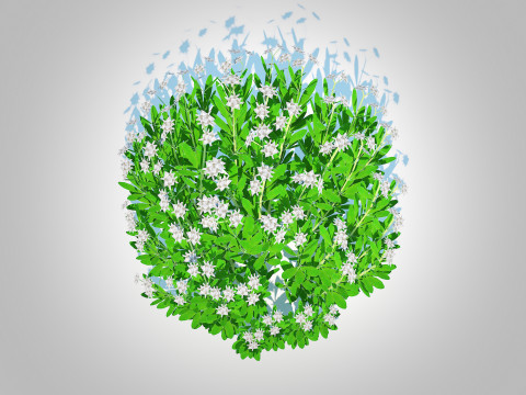 Galium Sweet Woodruff 3Dモデル