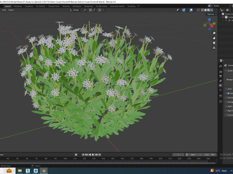 Galium Sweet Woodruff 3Dモデル