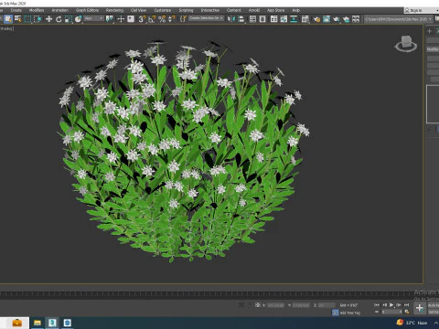 Galium Sweet Woodruff 3D Model