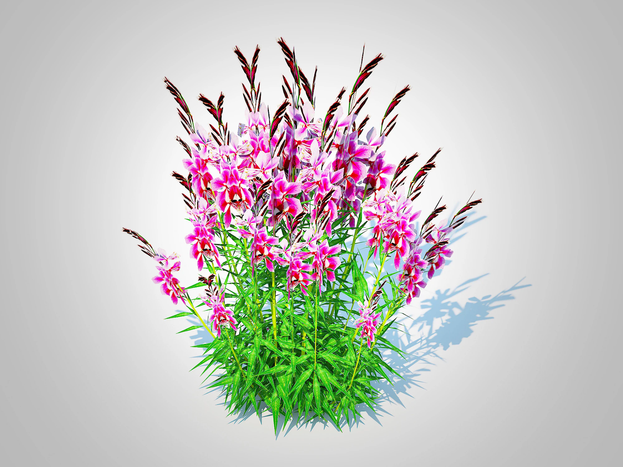 Gaura lindheimeri Pink 3D Model .c4d .max .obj .3ds .fbx .stl .blend