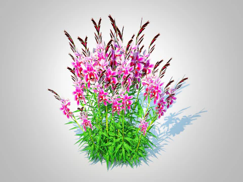 ガウラ リンドハイメリ ピンク 3Dモデル