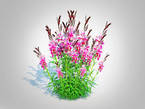 Gaura lindheimeri Pink 3D Model