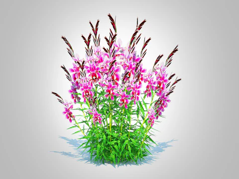 Gaura lindheimeri Pink 3D Model