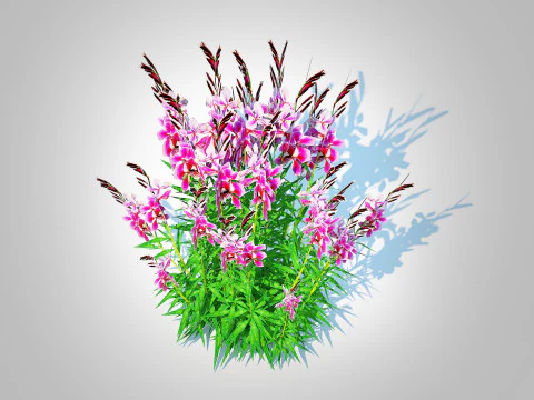 Gaura lindheimeri Pink 3D Model