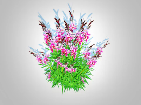 Gaura lindheimeri Pink 3D Model