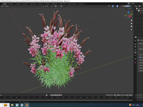 Gaura lindheimeri Pink 3D Model