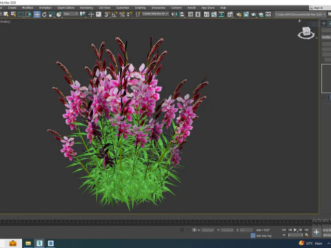 Gaura lindheimeri Pink 3D Model
