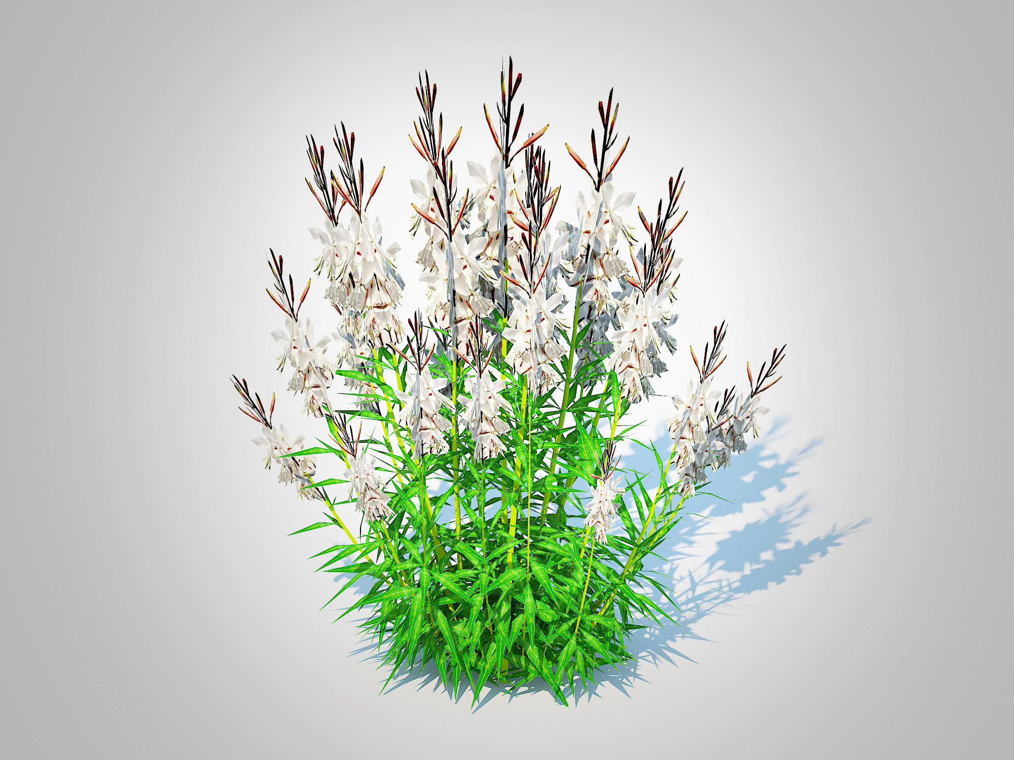 Gaura lindheimeri White 3D Model .c4d .max .obj .3ds .fbx .stl .blend