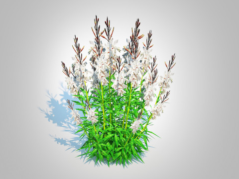Gaura lindheimeri White Model 3D