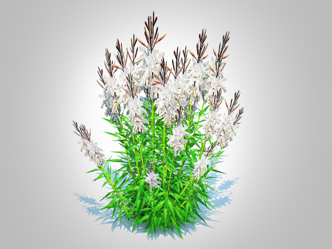 Gaura lindheimeri White Model 3D