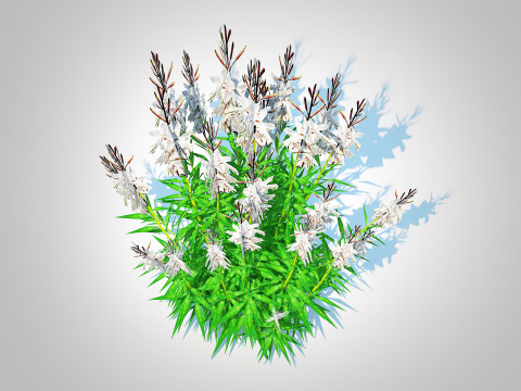 Gaura lindheimeri White Model 3D