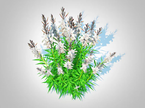 Gaura lindheimeri White 3D Model